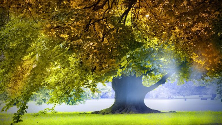 Planting Roots: How to Pick the Best Trees for Your Home - Houseopedia, LLC